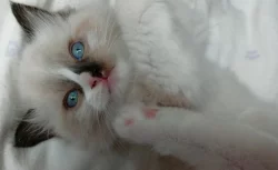 Koťata Ragdoll s PP na luxus mazlíčka