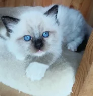 Koťata Ragdoll s PP na luxus mazlíčka