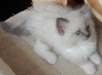Koťata Ragdoll s PP na luxus mazlíčka