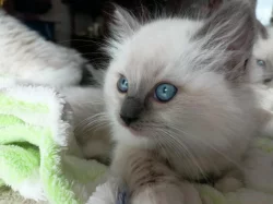 Koťata Ragdoll s PP na luxus mazlíčka