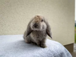 Hledají nový domov