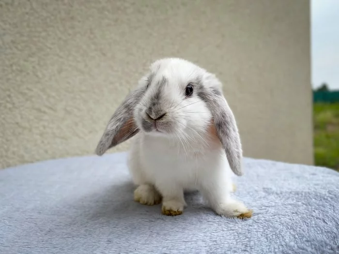 Hledají nový domov