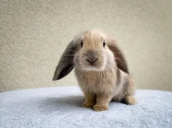 Hledají nový domov