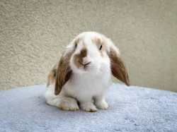 Hledají nový domov