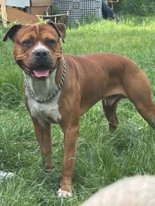 Ares