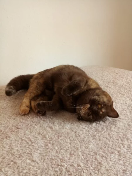 Britská kočička s PP