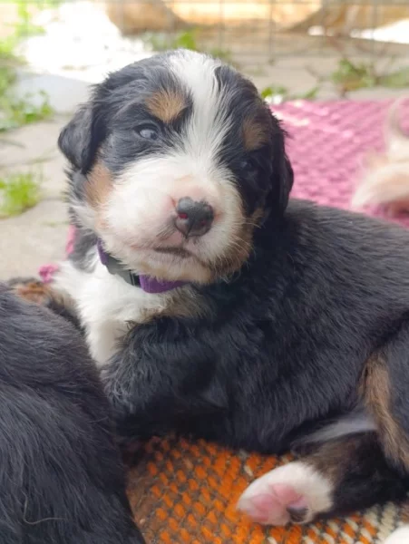 Bernský salašnický pes