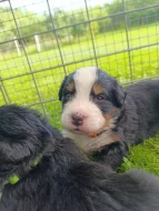 Bernský salašnický pes