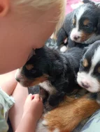 Bernský salašnický pes