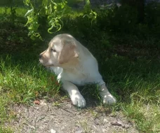 Nabídka  štěněte labradorského retrievera