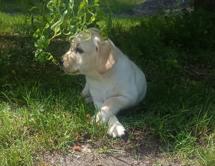 Nabídka  štěněte labradorského retrievera