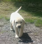 Nabídka  štěněte labradorského retrievera