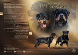 Štěně rotvajlera s PP