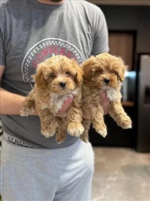Pečlivě odchovaná štěňata maltipoo.