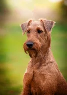 Irský teriér štěnátka s PP