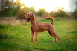 Irský teriér štěnátka s PP