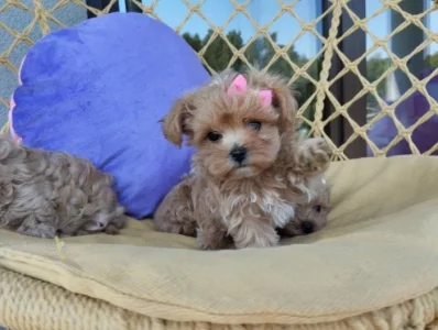 Maltipoo štěňátka