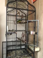 Prodám papouška senegalského ochočeného