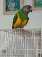 Prodám papouška senegalského ochočeného