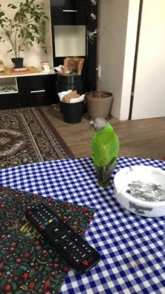 Prodám papouška senegalského ochočeného
