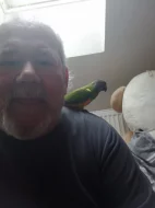 Prodám papouška senegalského ochočeného