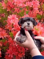 Štěňátko pejsek jorkšíra