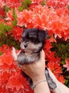 Štěňátko pejsek jorkšíra