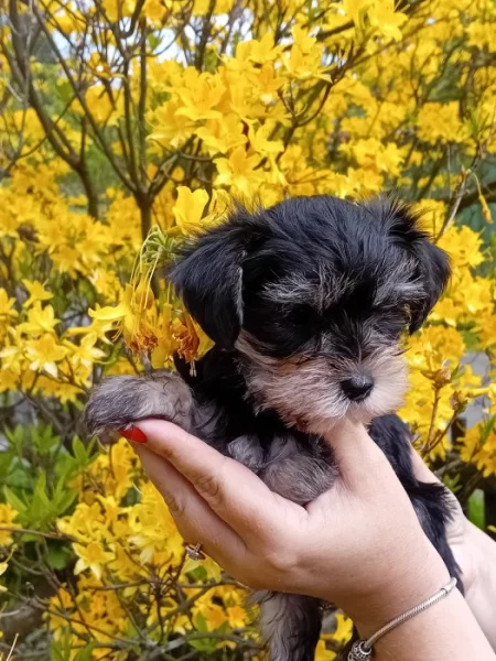 Štěňátko pejsek jorkšíra