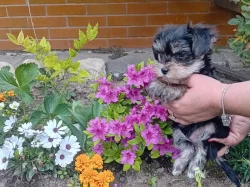 Štěňátko pejsek jorkšíra