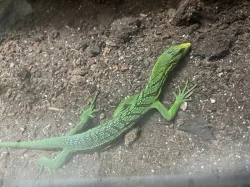 1.1 Varanus Prasinus