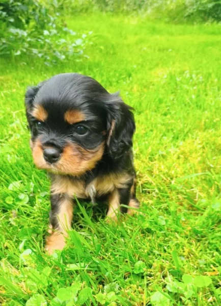 ŠTĚŇATA KAVALÍR KING CHARLES ŠPANĚL