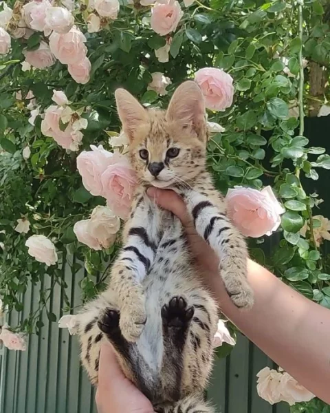 serval a karakal s roztomilou savanou