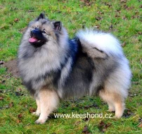 Německý špic vlčí Keeshond štěňátka s PP FCI