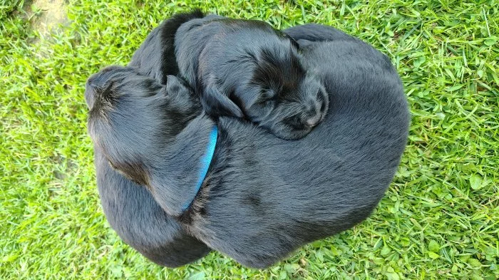 Štěňata Hovawart s PP