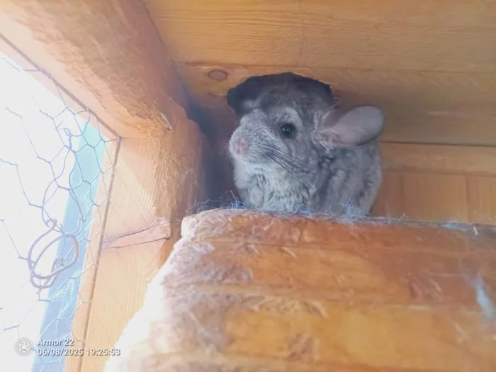 Prodám činčila samice