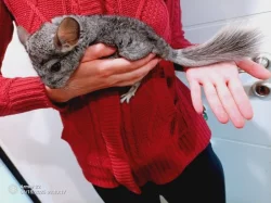 Prodám činčila samice