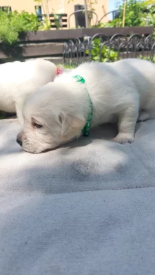 Labradorsky retriever- bily