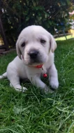 Labradorsky retriever- bily