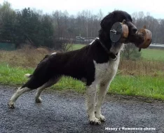Malý munsterlandský ohař štěňata s PP