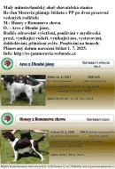 Malý munsterlandský ohař štěňata s PP