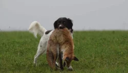 Malý munsterlandský ohař štěňata s PP