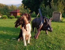 Malý munsterlandský ohař štěňata s PP