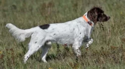 Malý munsterlandský ohař štěňata s PP