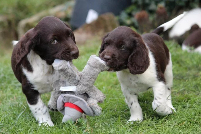 Malý munsterlandský ohař štěňata s PP