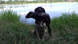 Malý munsterlandský ohař štěňata s PP