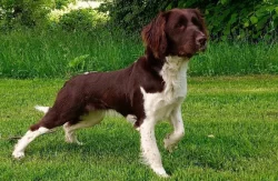 Malý munsterlandský ohař štěňata s PP