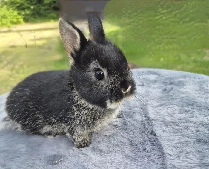 Zakrslý bilopesikatý králík