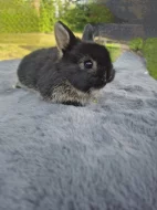 Zakrslý bilopesikatý králík