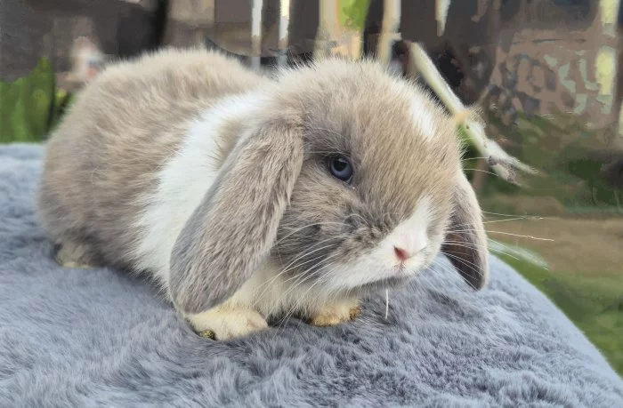 Zakrslý satén beránek