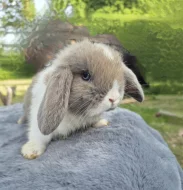 Zakrslý satén beránek